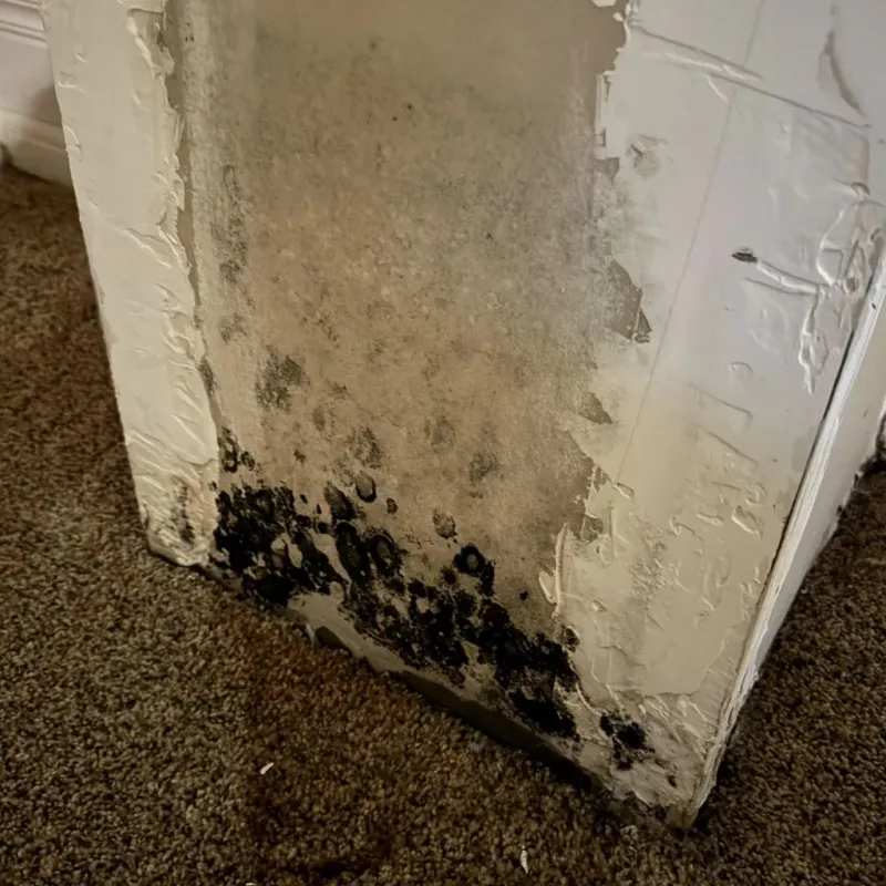 Professional Mold Removal in South Corning, NY